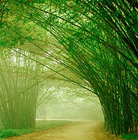 fiber_bamboo5