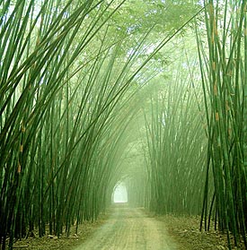 fiber_bamboo6