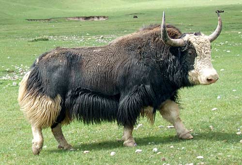 fiber_yak